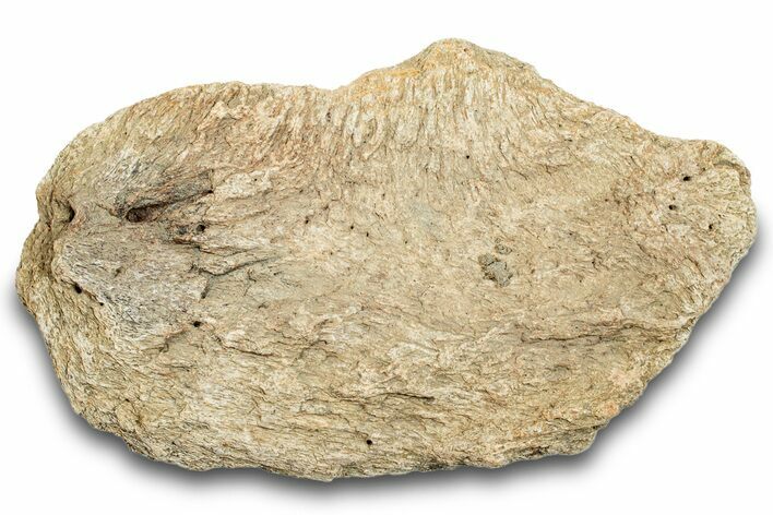 Dinosaur (Triceratops) Frill Shield Section - Montana #264955